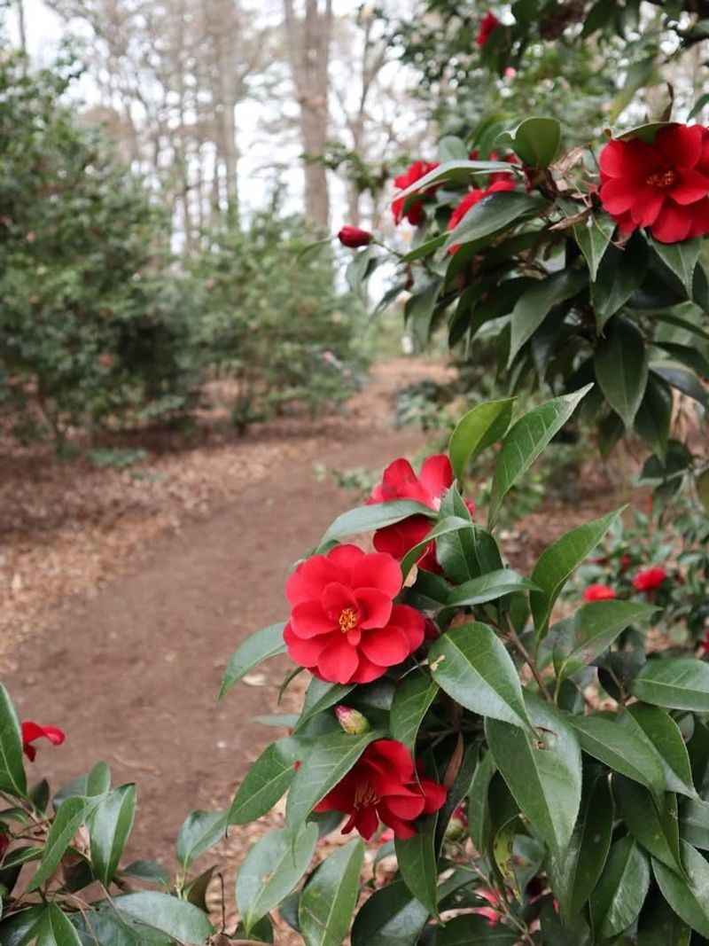 Skip Pruning Camellias During The Summer Skip Pruning Camellias During The Summer