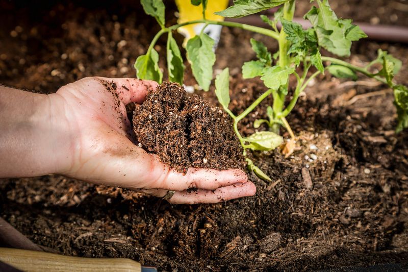 Skip Pure Potting Mix In Deep Outdoor Beds