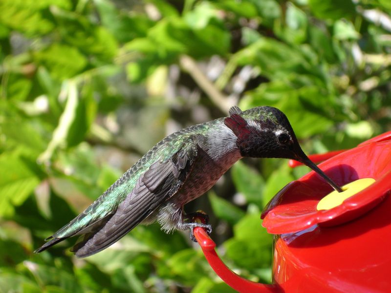 Skip Red Dye In Hummingbird Nectar Skip Red Dye In Hummingbird Nectar