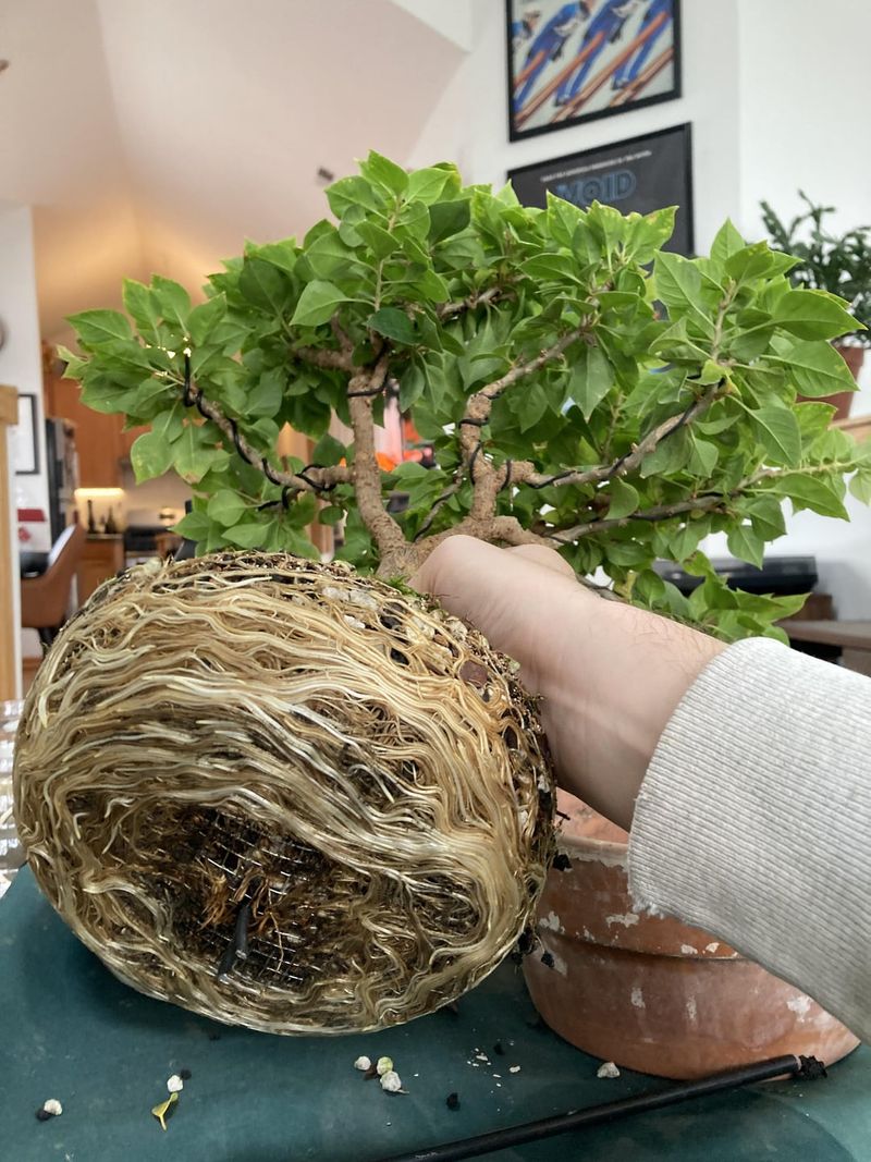 Skip Repotting Unless The Plant Truly Needs It Skip Repotting Unless The Plant Truly Needs It