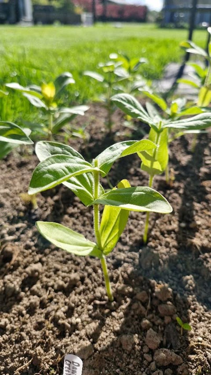 Skip Rich Soil That Pushes Leaves Over Flowers Skip Rich Soil That Pushes Leaves Over Flowers