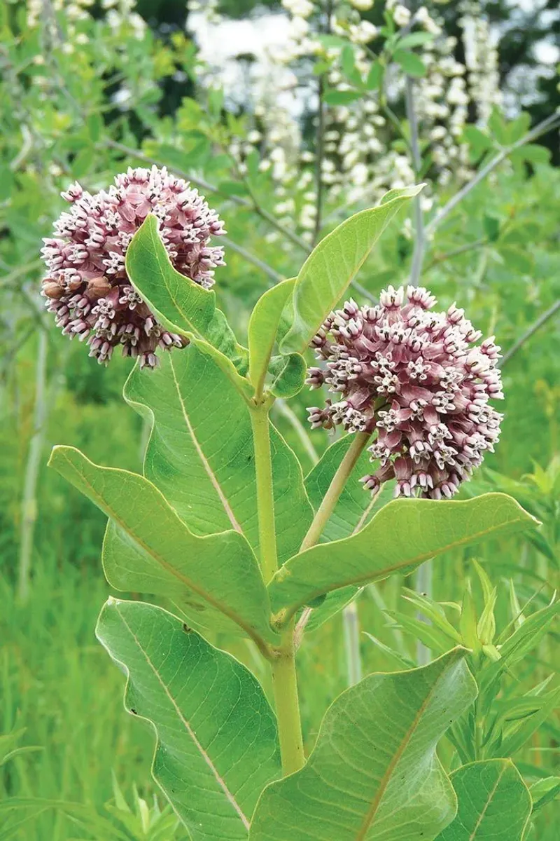 Skip Sprays Around Milkweed And Nectar Flowers Skip Sprays Around Milkweed And Nectar Flowers