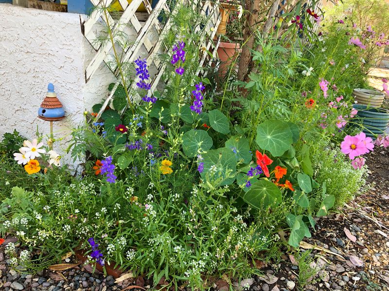 Skip Sprays Around Nectar Plants