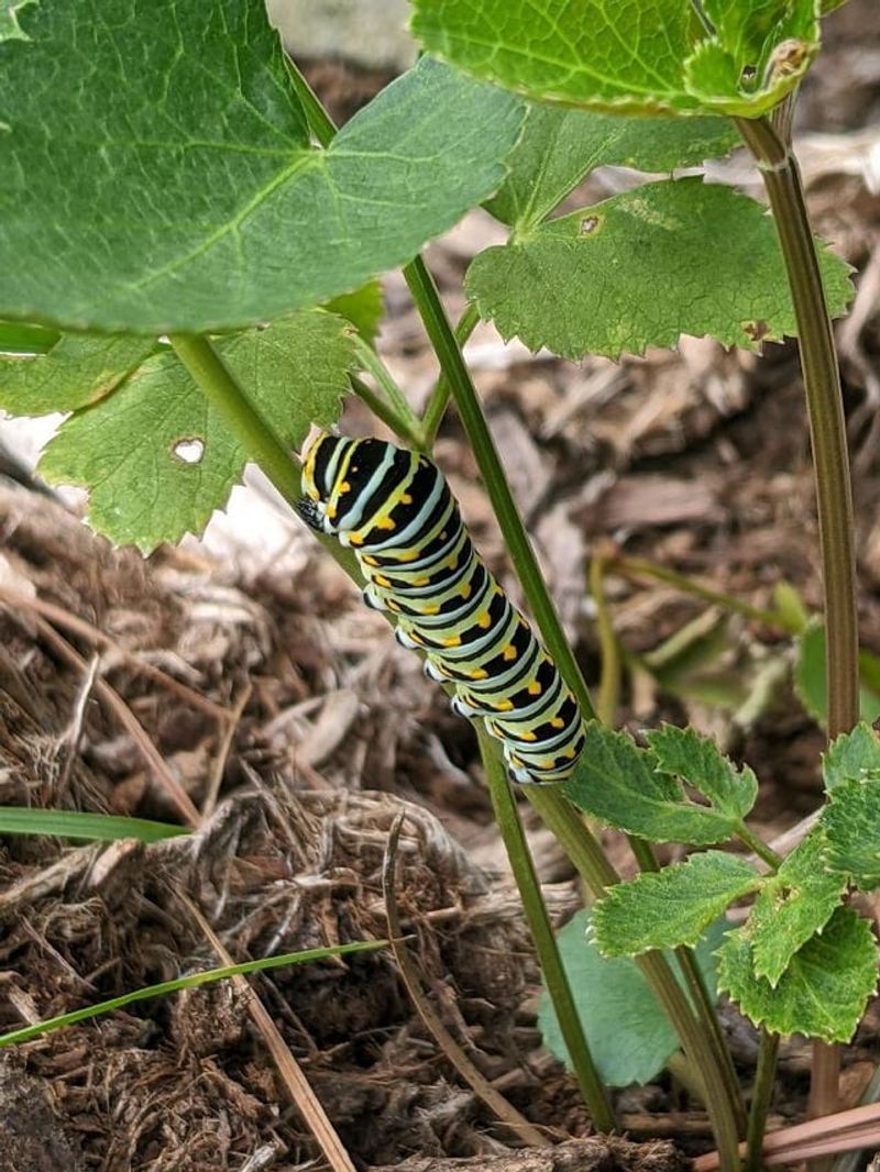 Skip Sprays Where Caterpillars Are Feeding