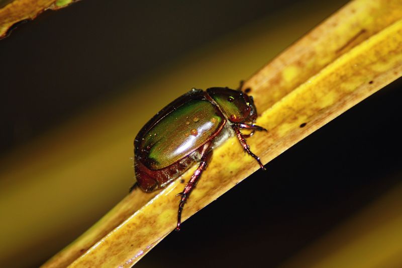 Skip The Beetle Traps Skip The Beetle Traps