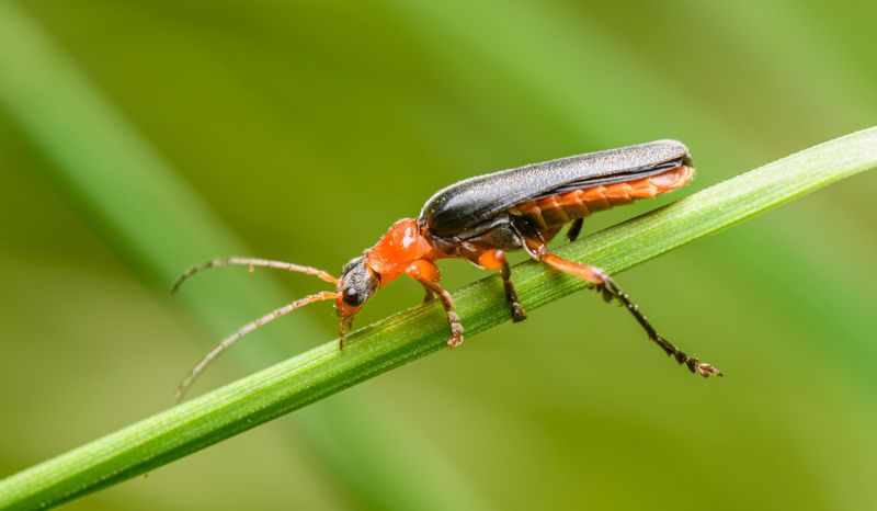 Skip The Pesticides In Late Spring Skip The Pesticides In Late Spring