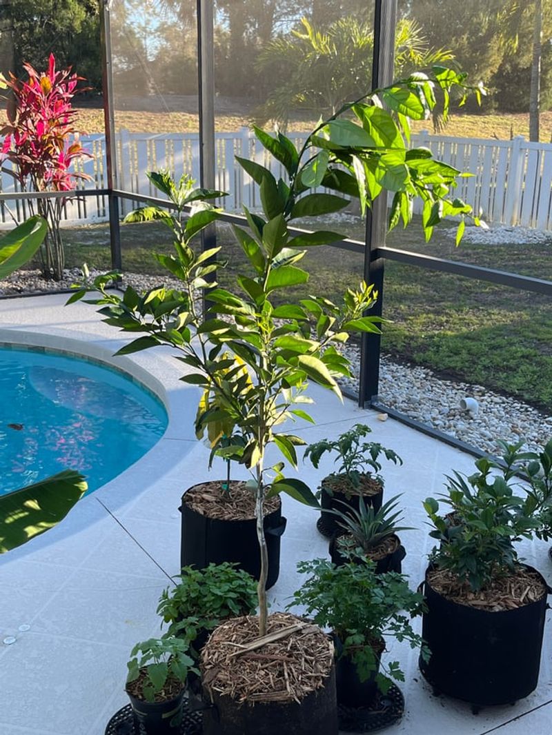 Skip Topping To Keep Trees Healthy And Productive