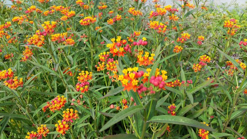 Skip Tropical Milkweed Even If Nurseries Still Sell It