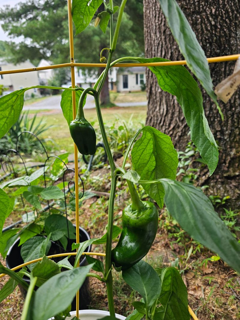 Skip the Fertilizer Until Temperatures Drop