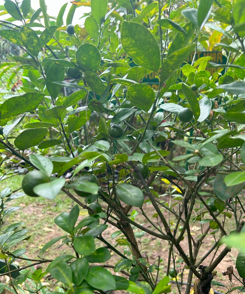Skipped Fertilizer Can Leave The Tree Too Weak To Produce Skipped Fertilizer Can Leave The Tree Too Weak To Produce