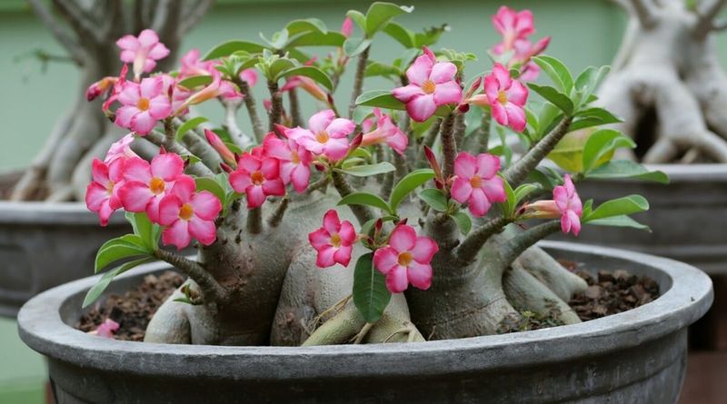 Skipped Pruning Leaves Growth Thin And Awkward Skipped Pruning Leaves Growth Thin And Awkward
