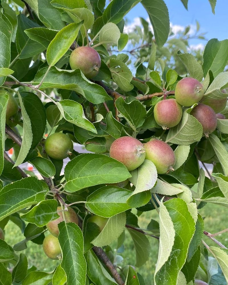 Skipped Thinning Leaves Fruit Fighting For Resources Skipped Thinning Leaves Fruit Fighting For Resources