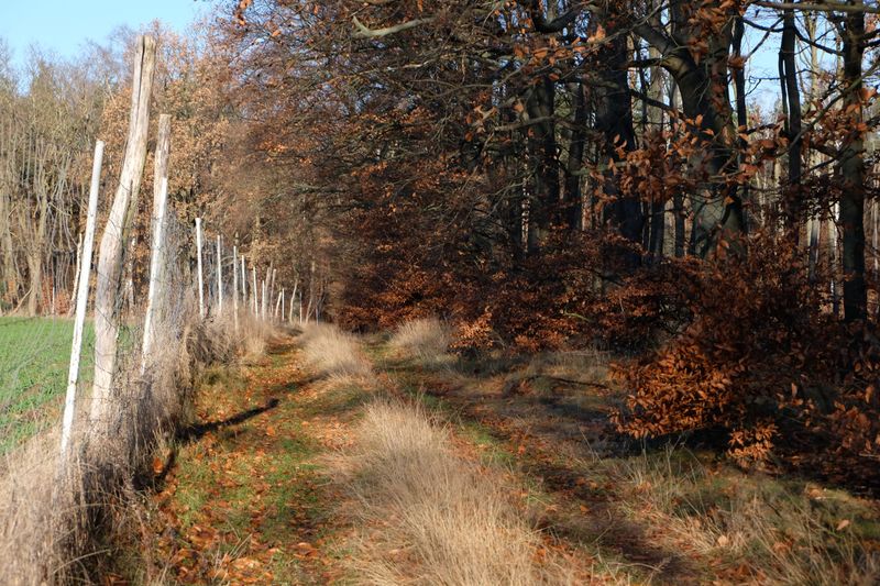 Skipping A Dry Barrier Near Wooded Areas