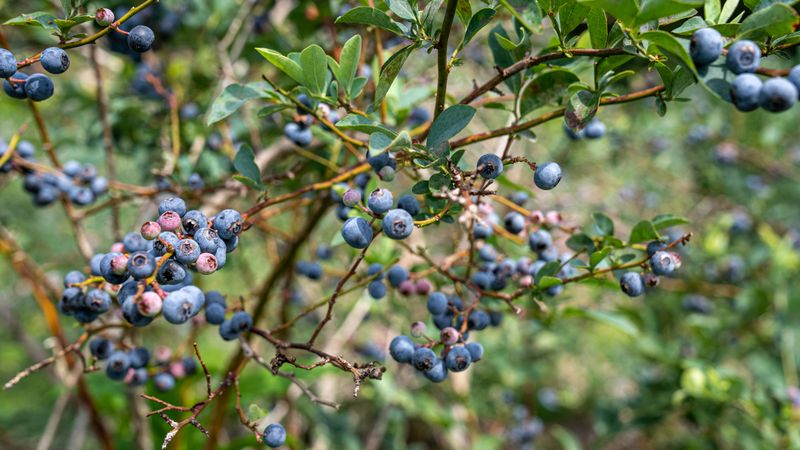 Skipping Bird Netting Until The Berries Are Already Gone
