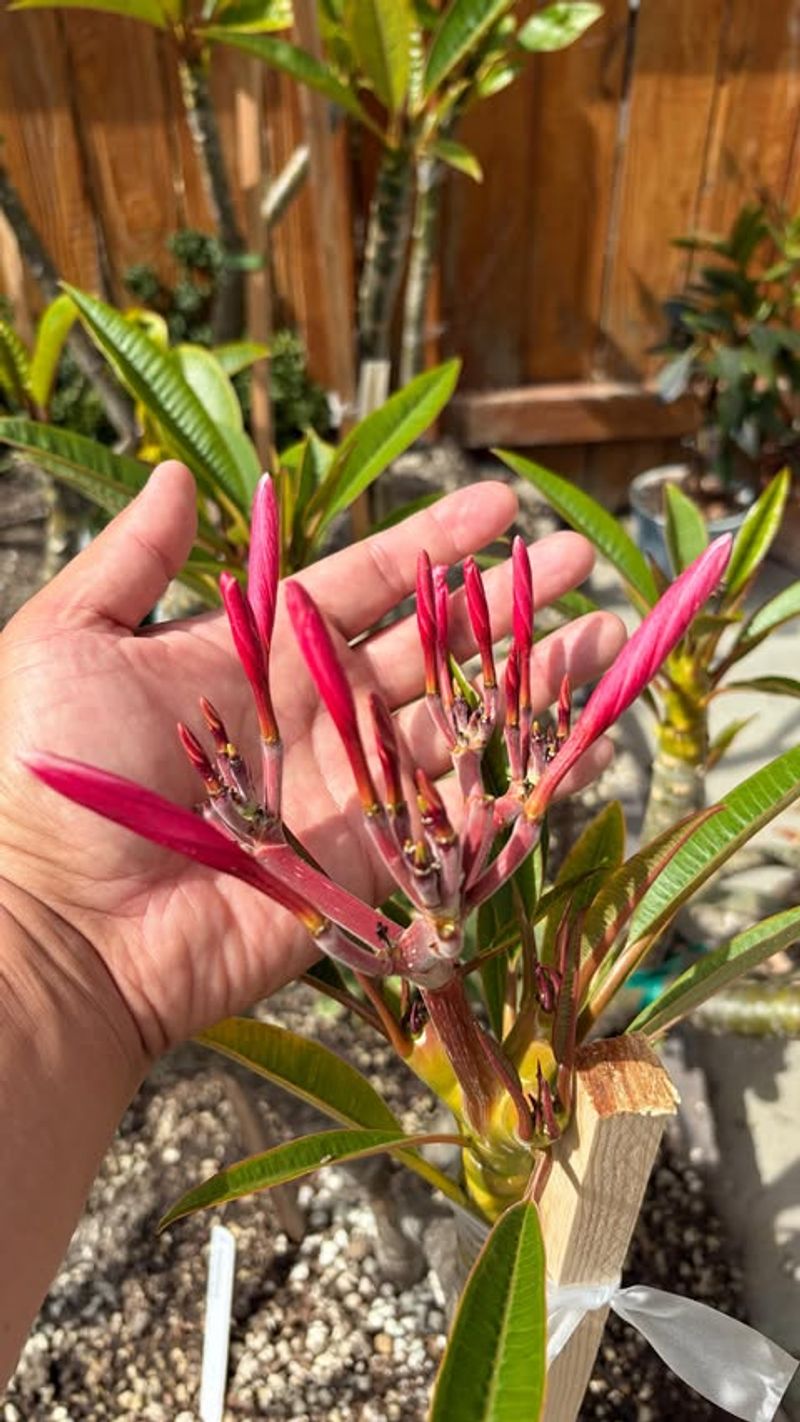 Skipping Bloom-Boost Fertilizer In June Skipping Bloom-Boost Fertilizer In June