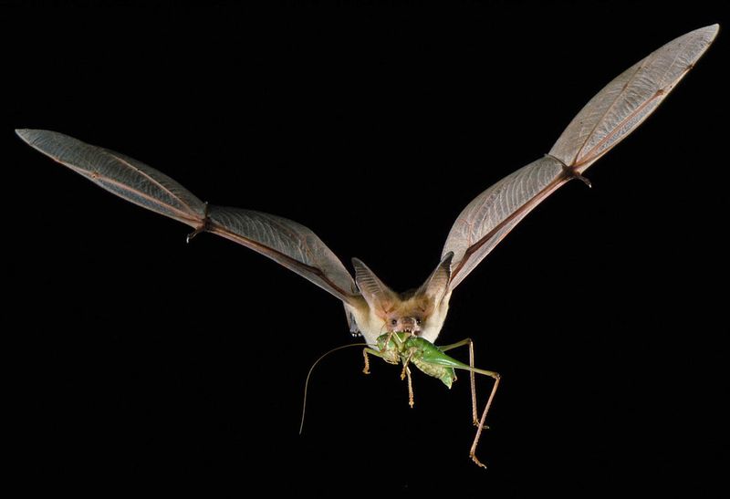 Skipping Broad Pesticides Helps Keep The Food Web Working Skipping Broad Pesticides Helps Keep The Food Web Working