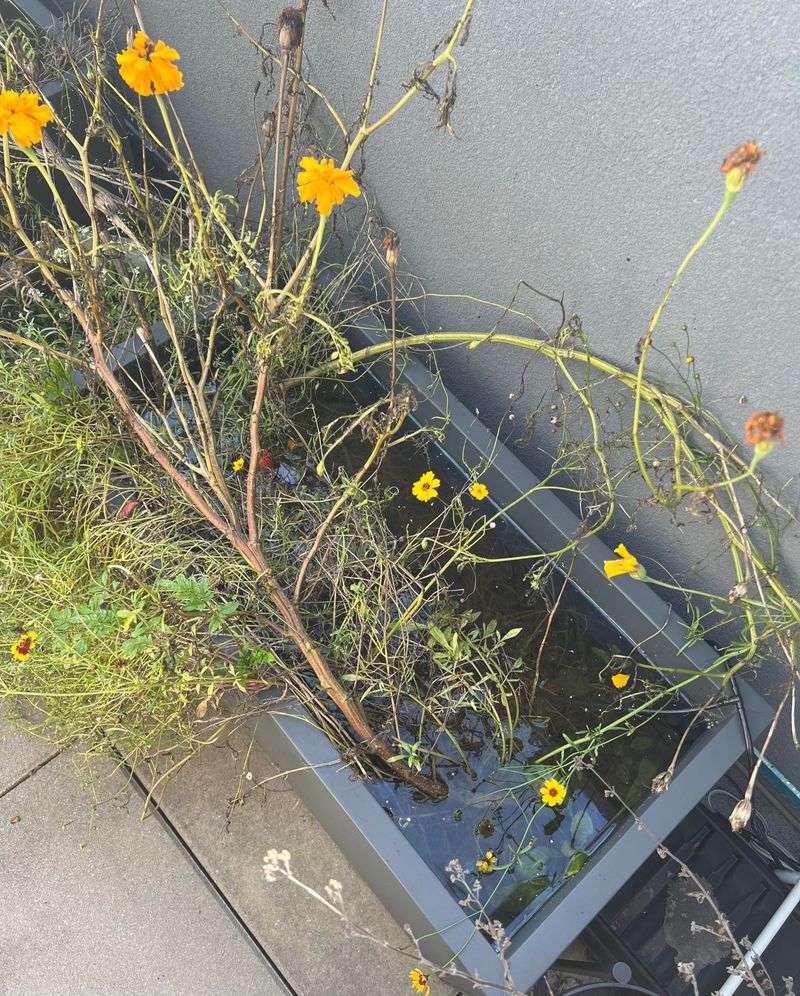 Skipping Drainage Leaves Plants Sitting In Trouble