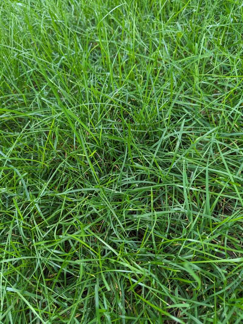 Skipping Fall Lawn Repair Skipping Fall Lawn Repair