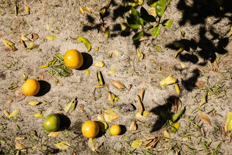 Skipping Fallen Fruit Cleanup Beneath Trees Skipping Fallen Fruit Cleanup Beneath Trees