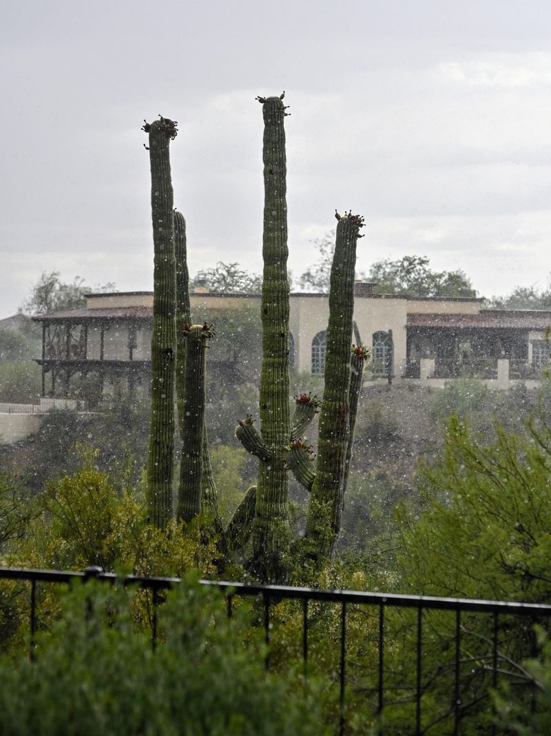 Skipping Irrigation Adjustments After Monsoon Rain