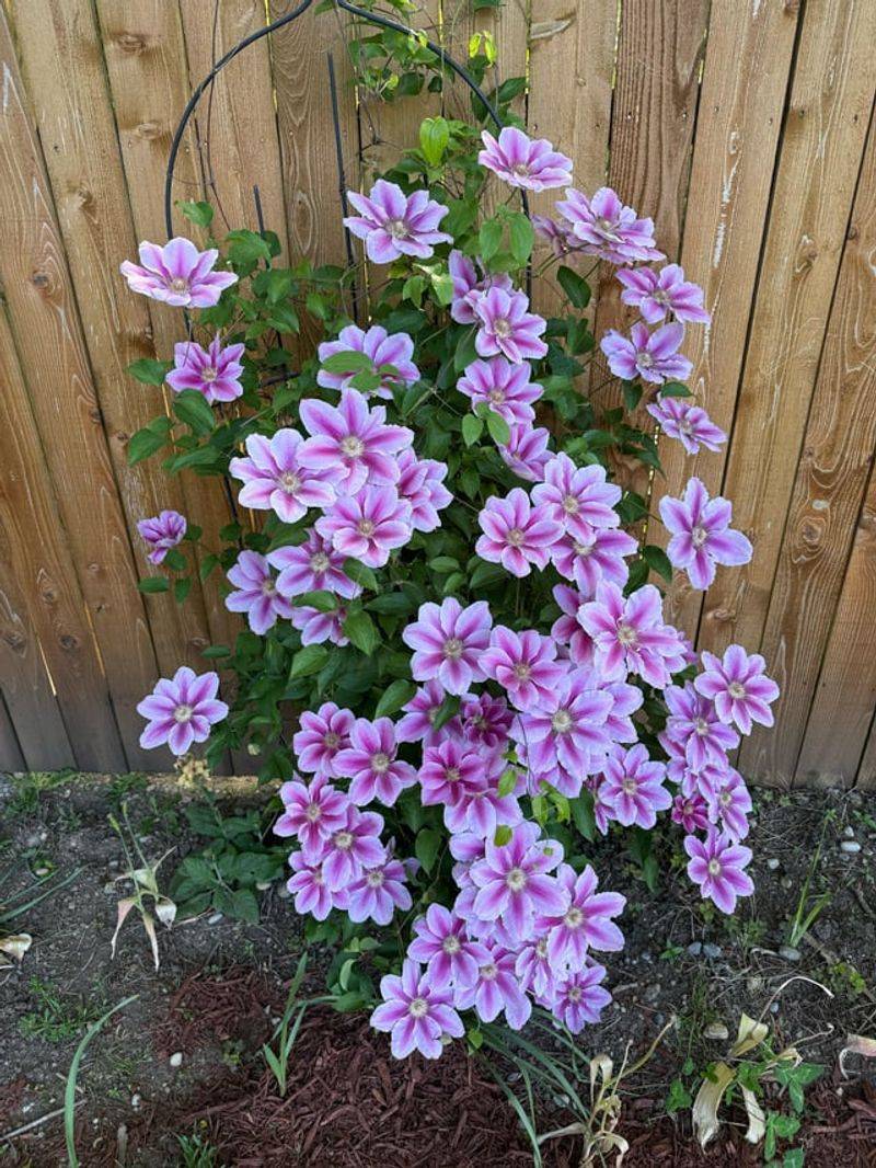 Skipping Light Cleanup After Bloom Skipping Light Cleanup After Bloom