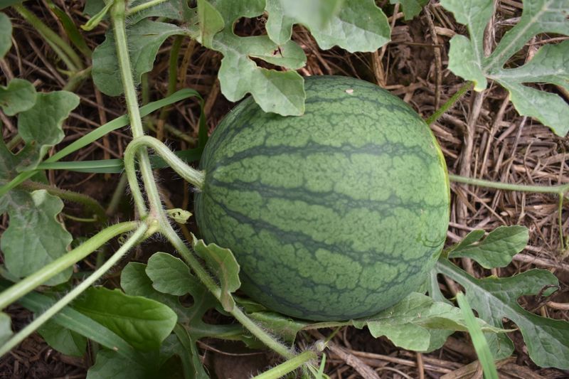 Skipping Mulch Around Melon Plants