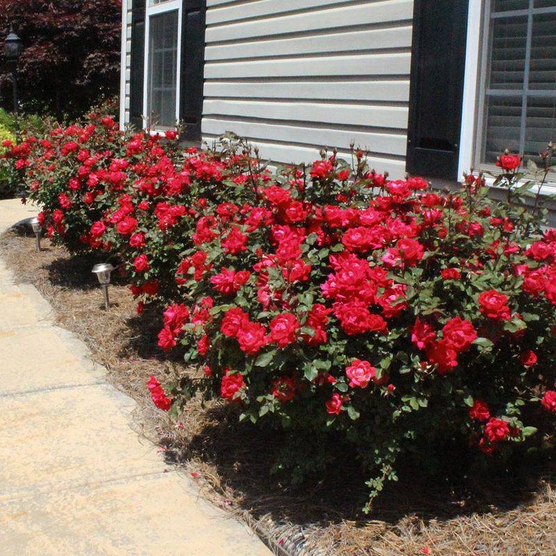 Skipping Mulch Around Plants Skipping Mulch Around Plants