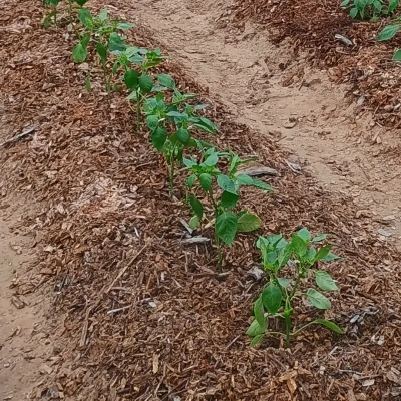 Skipping Mulch In Summer Heat Skipping Mulch In Summer Heat