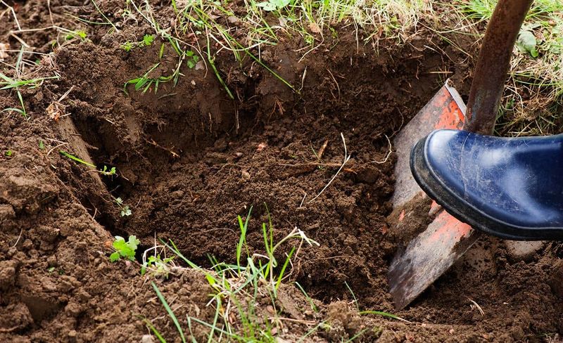 Skipping Organic Matter In Poor Soil Skipping Organic Matter In Poor Soil