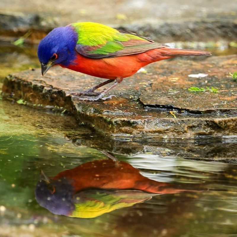 Skipping Pesticides Kept The Food Web Working