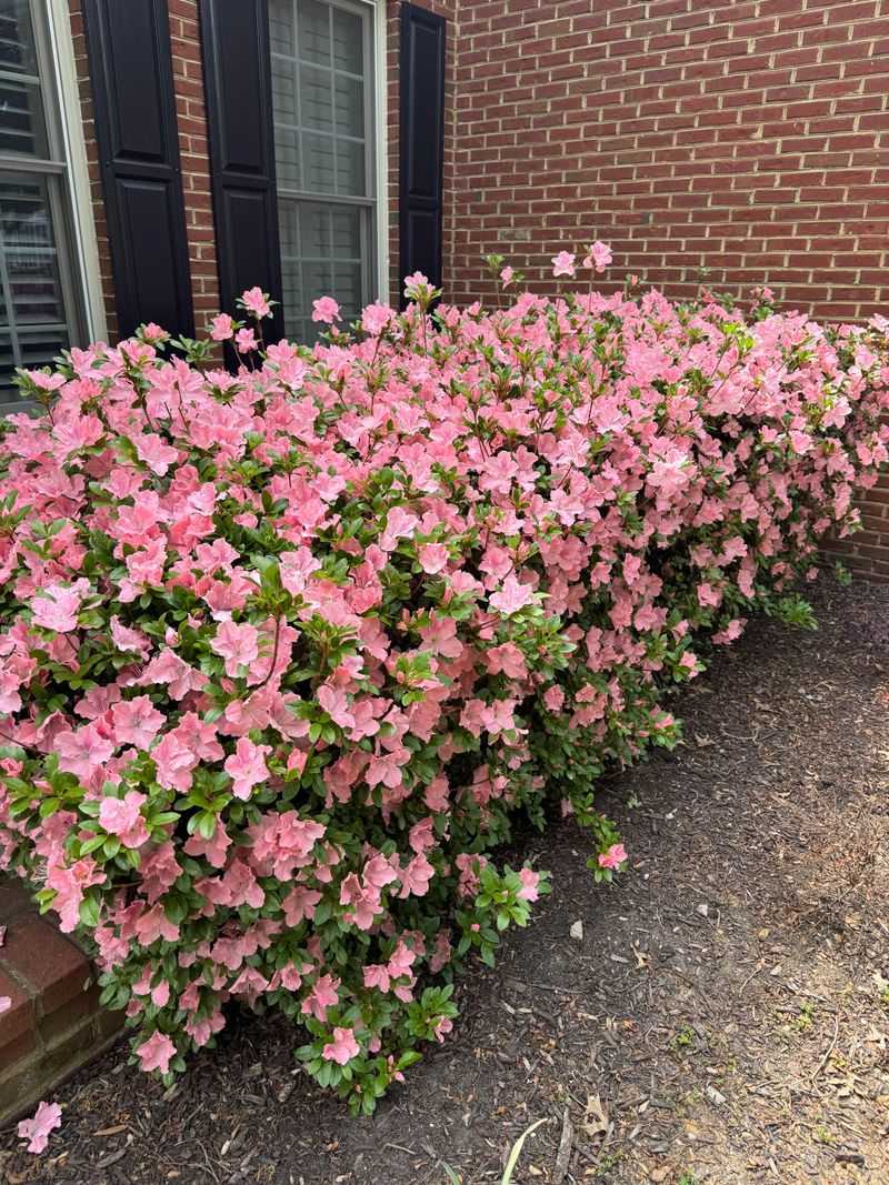 Skipping Post Bloom Timing Makes Azaleas Less Showy Skipping Post Bloom Timing Makes Azaleas Less Showy