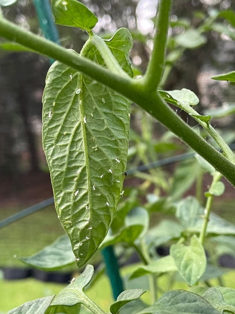 Skipping Regular Garden Inspections Skipping Regular Garden Inspections