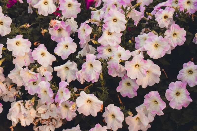 Skipping Regular Removing Of Spent Flowers