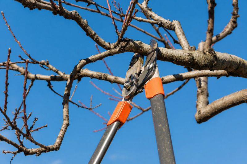 Skipping Summer Pruning And Cleanup