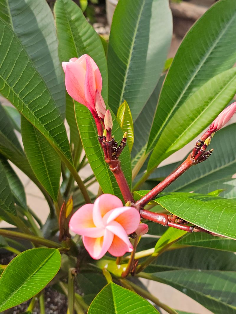Skipping The Bloom-Boosting Fertilizer Is The Biggest Mistake Skipping The Bloom-Boosting Fertilizer Is The Biggest Mistake