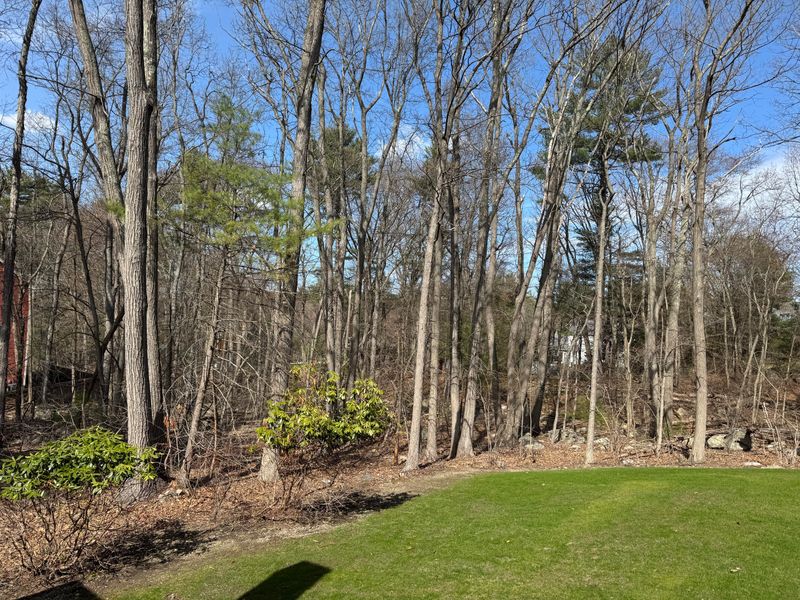 Skipping The Border Between Lawn And Woods