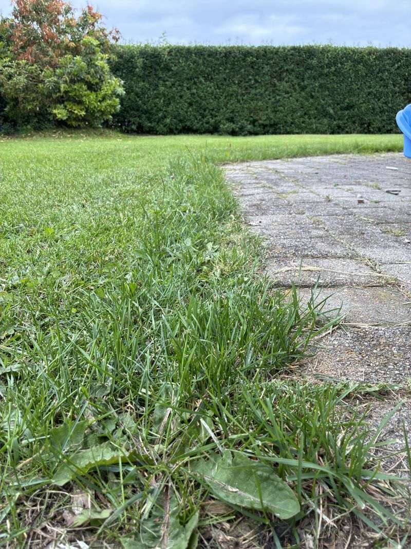 Skipping The Edges Leaves Tick Habitat Behind Skipping The Edges Leaves Tick Habitat Behind