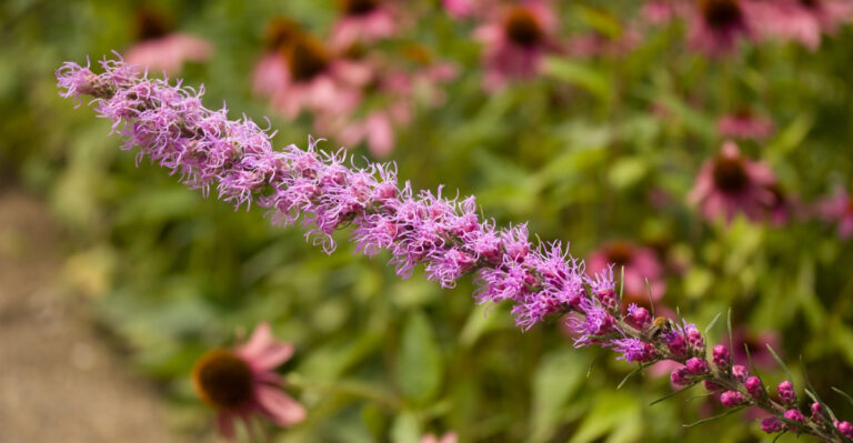 Skipping This Common Garden Task Can Benefit These Native Perennials By Fall