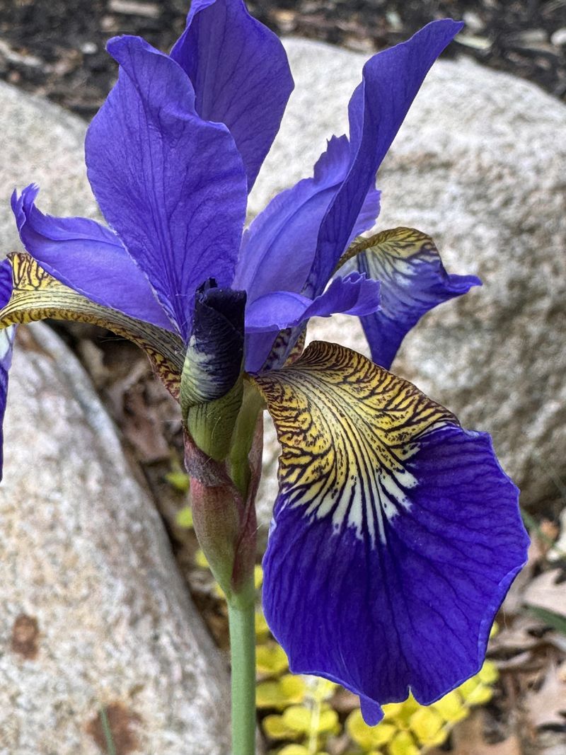 Skipping This Step Has Consequences That Show Up The Following Spring