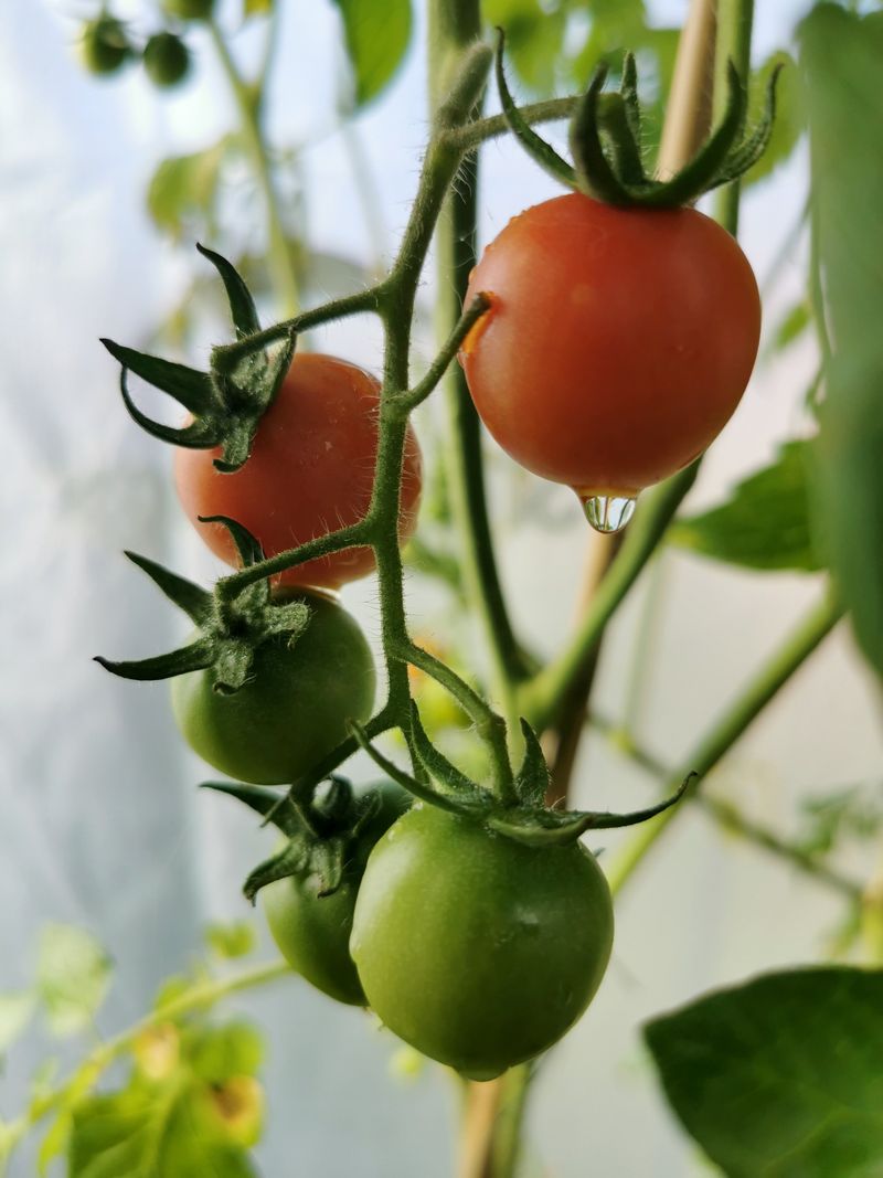 Skipping Watering Days