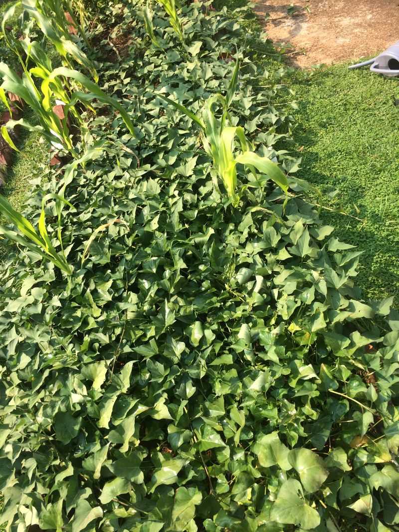 Skipping Weed Control While Vines Are Young Skipping Weed Control While Vines Are Young