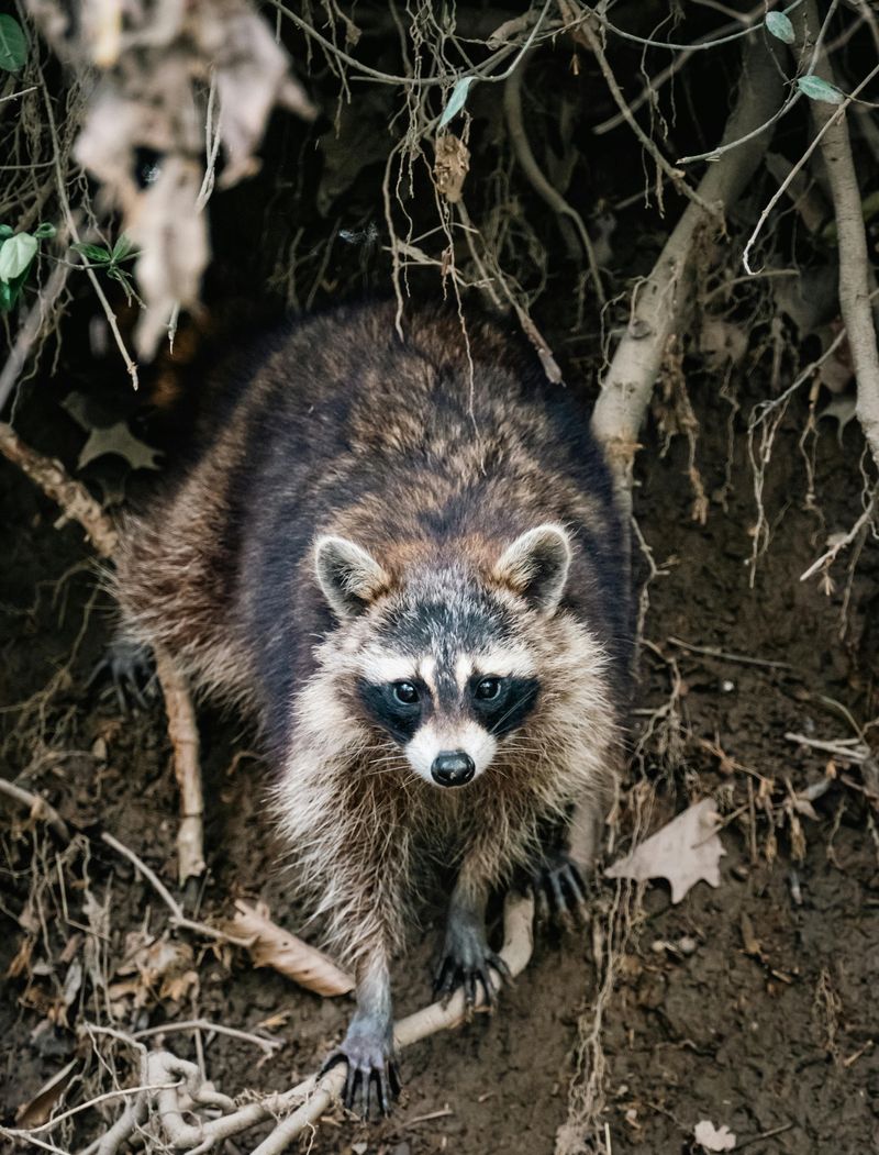 Skunks And Raccoons Digging Up Turf Overnight Skunks And Raccoons Digging Up Turf Overnight