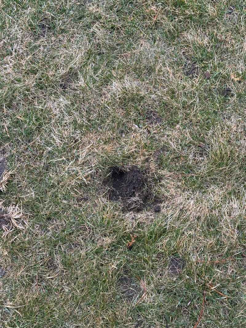 Skunks Dig At Night Skunks Dig At Night
