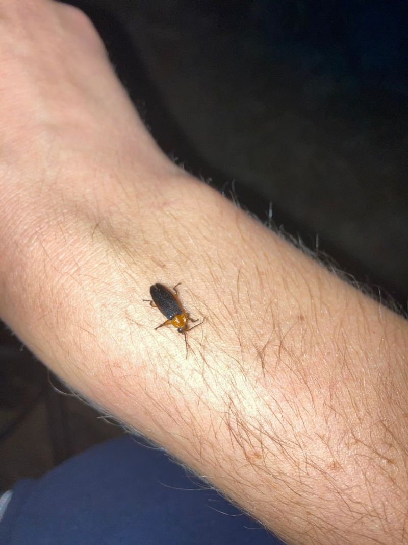Sky Island Fireflies Belong To Big Bend Mountain Habitats Sky Island Fireflies Belong To Big Bend Mountain Habitats