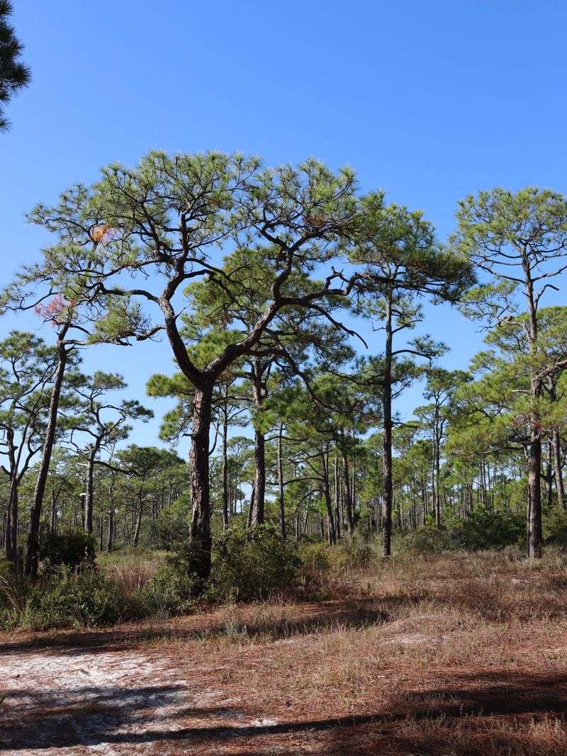 Slash Pine Adds Open Hunting Structure In Larger Yards Slash Pine Adds Open Hunting Structure In Larger Yards