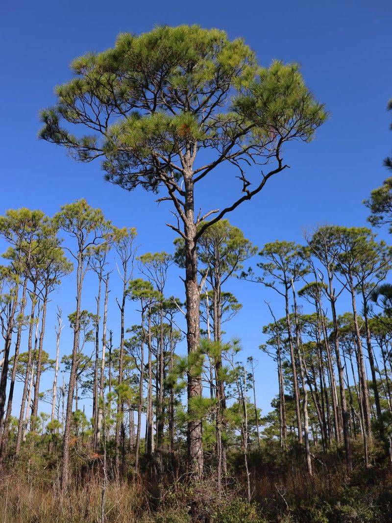 Slash Pine Adds Tall Cover For Hunting And Perching Slash Pine Adds Tall Cover For Hunting And Perching