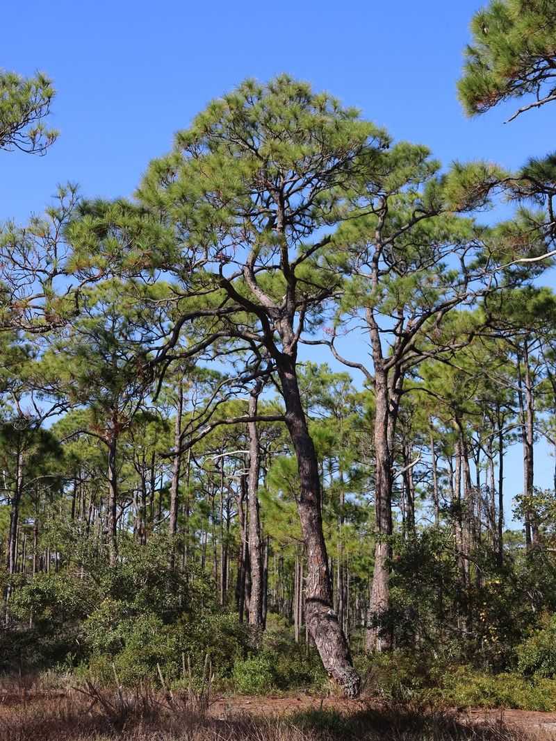 Slash Pine Adds Tall Perches Above Open Hunting Ground