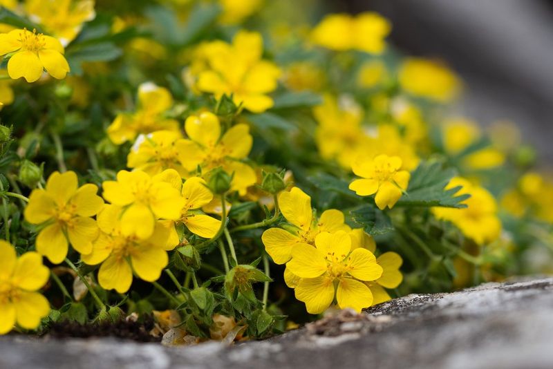 Slender Cinquefoil Fills Sunny Open Spaces Slender Cinquefoil Fills Sunny Open Spaces