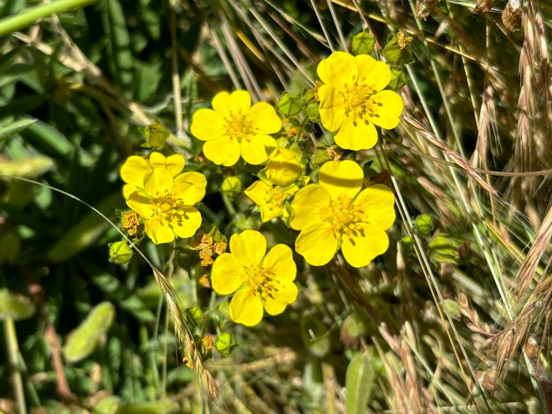 Slender Cinquefoil Slender Cinquefoil