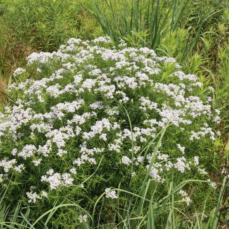 Slender Mountain Mint Supports Pollinator Visits